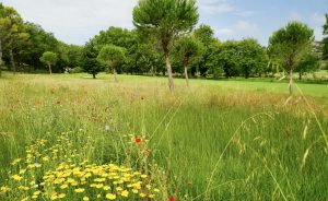 Creating flowered areas - Open Golf Club