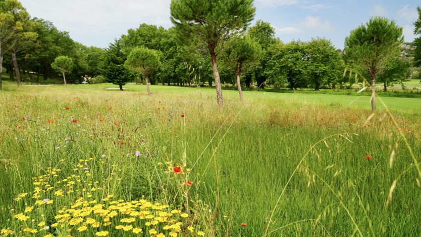 Création de zones fleuries - Open Golf Club