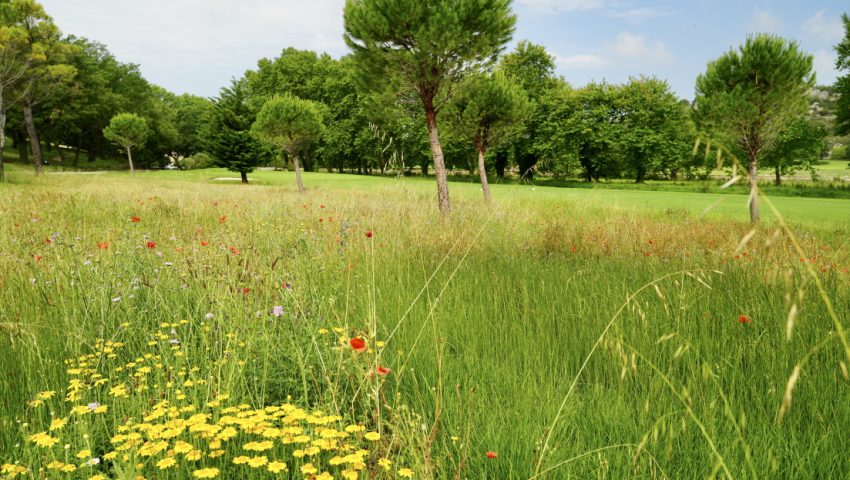 biodiversity-flora-mouries-golf-de-servanes