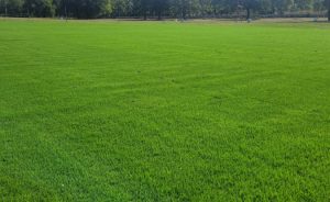 Completion of the sod farm at Golf de Servanes - Open Golf Club