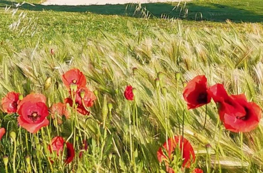 La biodiversité au Golf de Servanes avec les zones fleuries