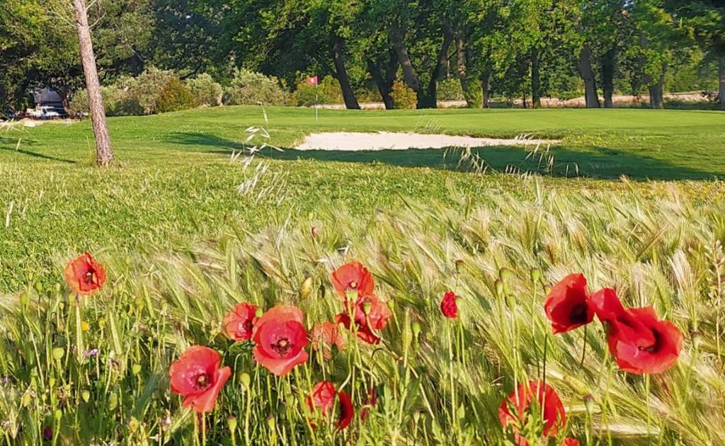 La biodiversité au Golf de Servanes avec les zones fleuries au trou numéro 9