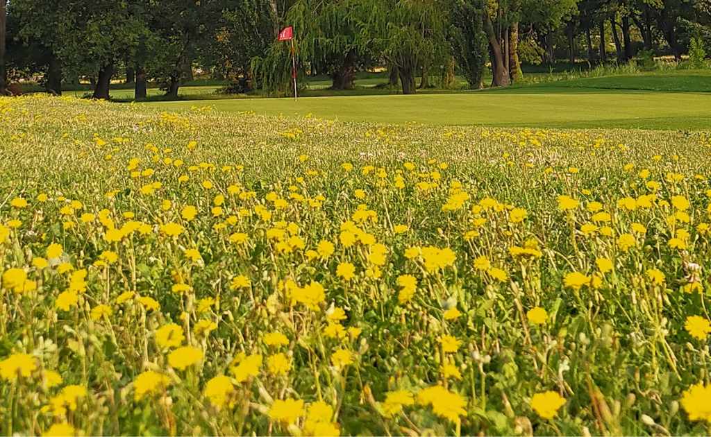 La biodiversité au Golf de Servanes avec les zones fleuries