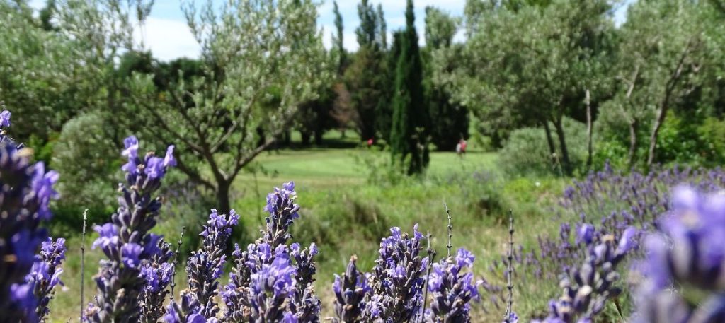 La biodiversité au Golf de Servanes - Lavande