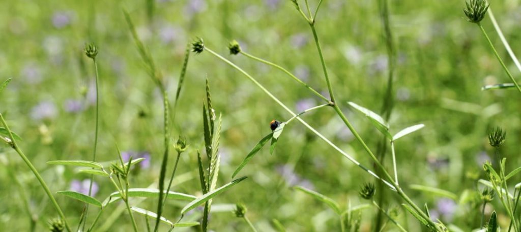 La biodiversité au Golf de Servanes - label écologique