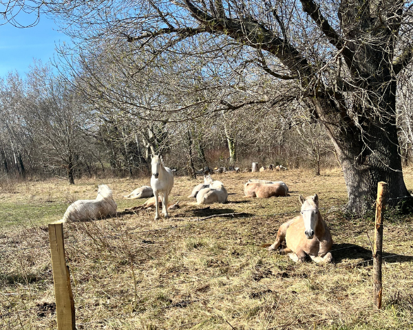 Biodiversité Golf de Servanes - Espace chevaux - La brigade débroussaillage