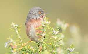 Birdwatching activities with the Chemin Faisan Association at Golf de Servanes - Open Golf Club