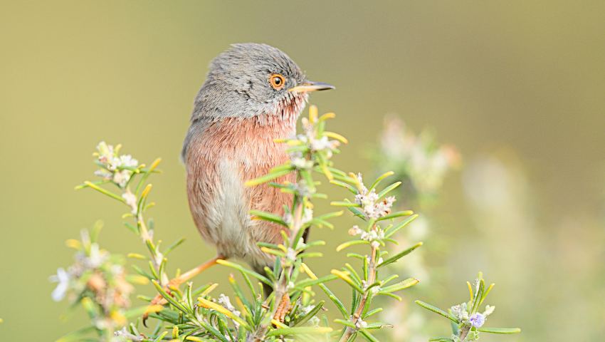 Fauvette pitchou au Golf de Servanes - Biodiversité