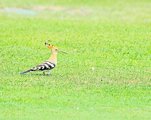 Oiseaux sur le parcours du golf de Servanes - Biodiversité - exploration ornithologique - Huppe fascié