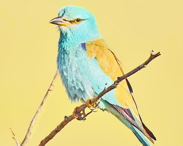Oiseaux sur le parcours du golf de Servanes - Biodiversité - exploration ornithologique - Rollier d'europe