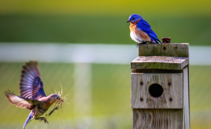 Installation of nesting boxes on the Domaine du Golf de Servanes - Open Golf Club