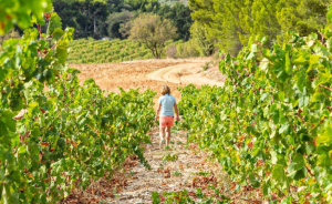Le Mas de la Dame – Clos des Oliviers : l’excellence provençale entre oliviers, vins et soins naturels - Open Golf Club