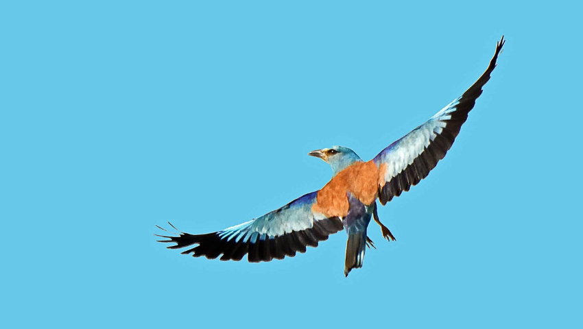 La biodiversité à Servanes : hommage aux oiseaux capturés par Jean-Louis Pujol, membre de la LPO - Open Golf Club