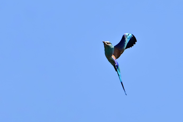 Découvrez le loriot d’Europe (Oriolus oriolus) et le laurier bleu (Luscinia svecica), deux espèces emblématiques du Golf de Servanes capturées par Jean-Louis Pujol, photographe naturaliste et membre de la LPO. Ces oiseaux rares témoignent de la richesse et de la biodiversité préservées au cœur de notre parcours naturel, un lieu où golf rime avec respect de l’environnement et protection de la faune locale.