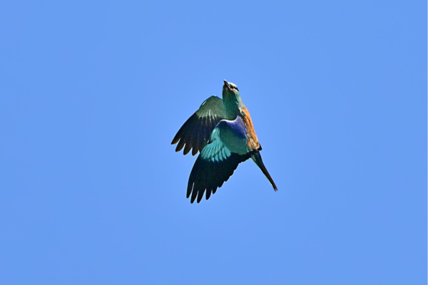 Laurier bleu (Luscinia svecica), espèce discrète et protégée, capturée par Jean-Louis Pujol sur le parcours du Golf de Servanes. Un symbole de la biodiversité préservée au cœur de notre site naturel exceptionnel.