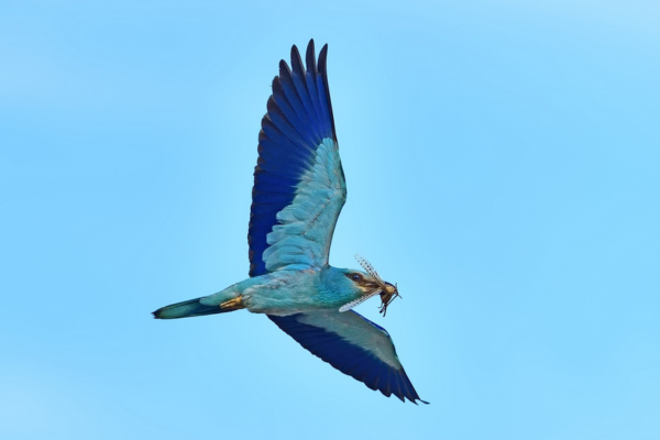 Laurier bleu (Luscinia svecica), espèce discrète et protégée, capturée par Jean-Louis Pujol sur le parcours du Golf de Servanes. Un symbole de la biodiversité préservée au cœur de notre site naturel exceptionnel.