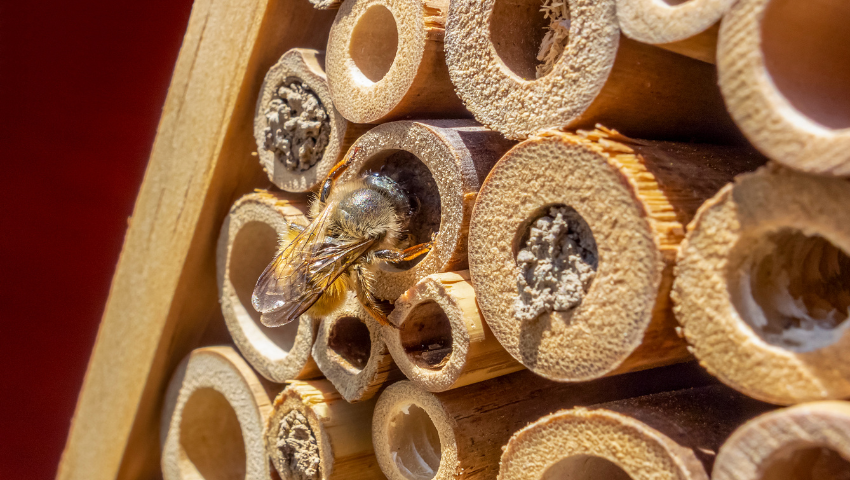La Provence, Abeille dans son hôtel à insectes au Golf de Servanes en Provence, engagement écologique et biodiversité.