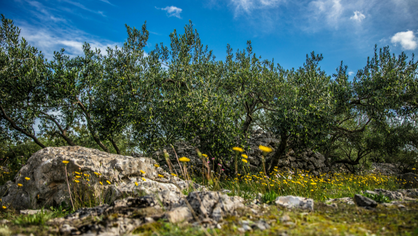 Huile d’olive et oliviers au Golf de Servanes en Provence, terroir et nature au pied des Alpilles.