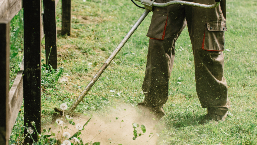 Opération de débroussaillage raisonné au Golf de Servanes en Provence pour l’entretien écologique du parcours au cœur des Alpilles
