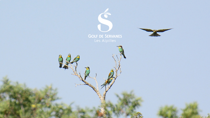 Le Grand voyages des oiseaux